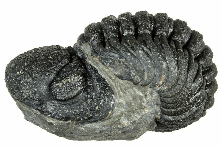 Long, Curled Morocops Trilobite - Morocco #323524